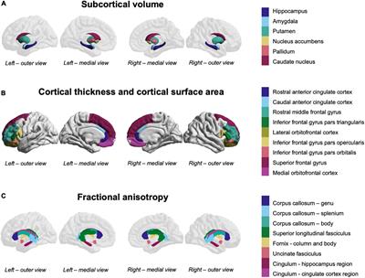 Adverse childhood experiences and fronto-subcortical structures in the developing brain